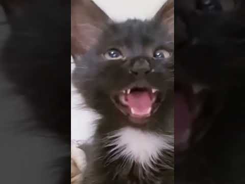 bolti Hui Billi#shorts#shortsfeed #cat#billi