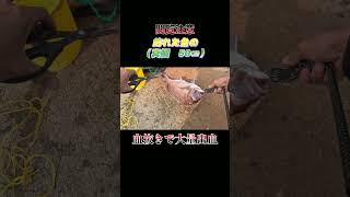 【閲覧注意】魚（真鯛　50センチ）の血抜きで大量出血！#shorts #釣り #ショアジギング