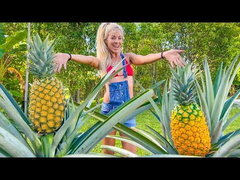 How To Grow GIANT Pineapples at Home Anywhere in the World- Fast & Easy in Containers!