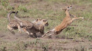 Taronga Zoo Dubbo Australia  Episode 2 4K, Real Animals and Real Animal Sound, Cheetah, Lion, Tiger