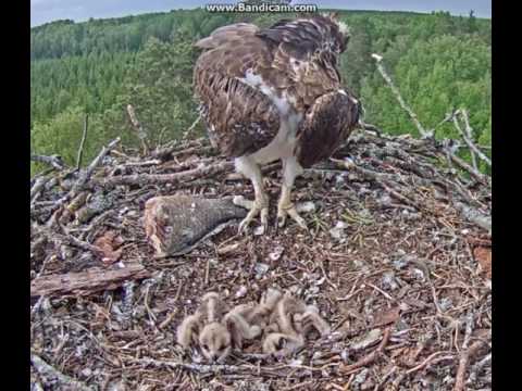 2017-06-09 17:57 LAT Osprey - Chick poops at the huge fish