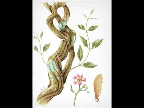 Reluz O Brilho - Germano Guilherme