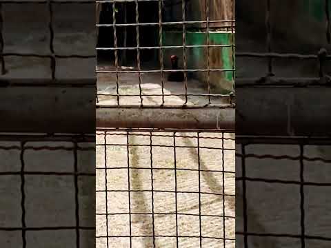 👉 American 💖💞out American Camel_ Completely Separate species💖💕💗 #Nsholymedia #Newvide #mehjabin