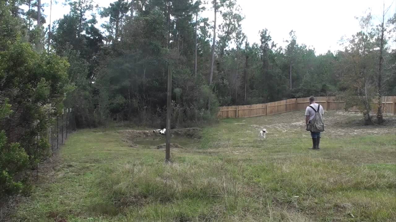 Started Dogs Program