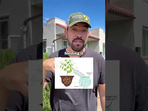 Surprising Truth: Do Beans Really Fertilize My Garden?