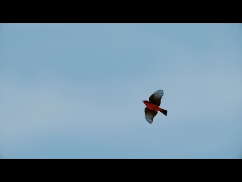 Video thumbnail for Flying