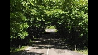 preview picture of video 'Tree Tunnel on Bartin Safranbolu Road | Ulus, Bartin, Turkey | DJI Mavic Air'