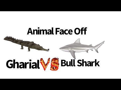 Gharial vs Bull Shark