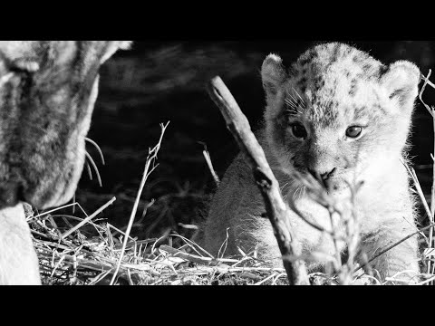 Cubs of the Orpen Males!! Their legacy continues!!