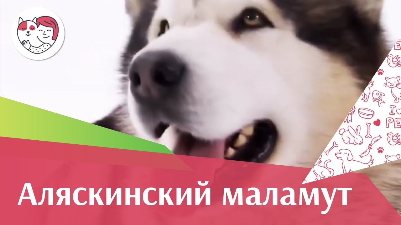 Аляскинский маламут Уход на iLikePet