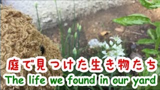 雪が降る前のかわいい生き物たち！