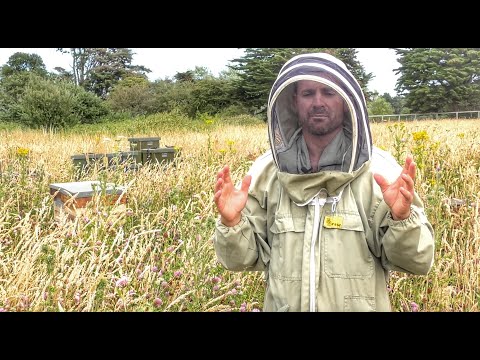 Saving Bees - Destination Conservation