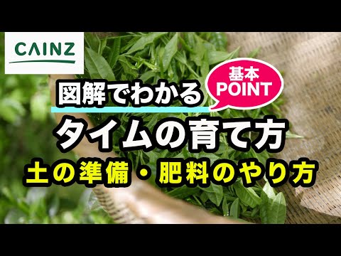 園芸 コモンモックオレンジ、ポエッツジャスミン