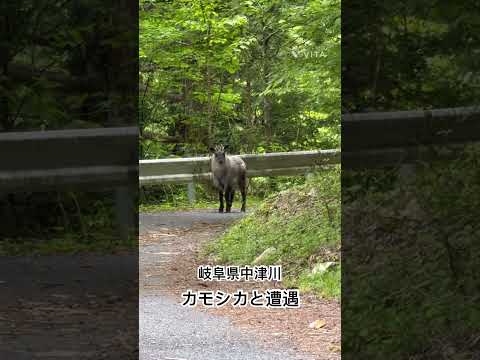 カップ トゥルマンテ国立野生動物保護区