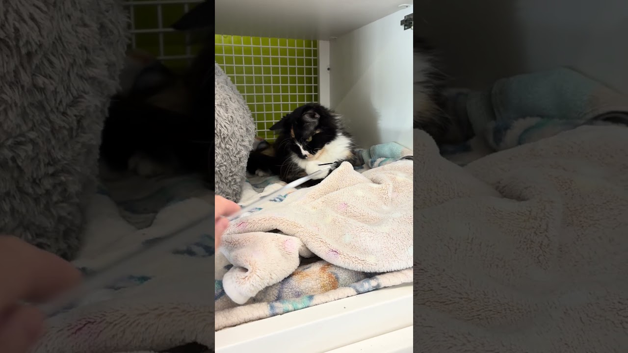 Sasha, an adopted Tortoiseshell in Los Angeles, CA video 5/5