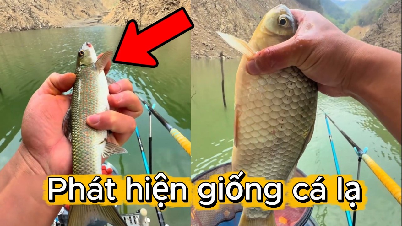 Trải nghiệm câu cá hồ đá phát hiện giống cá lạ