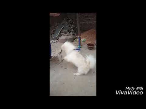 Dog video