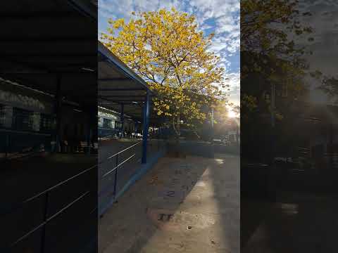 O ipê-amarelo, E.M Francisca Manoel de Oliveira, Cotia, São Paulo.