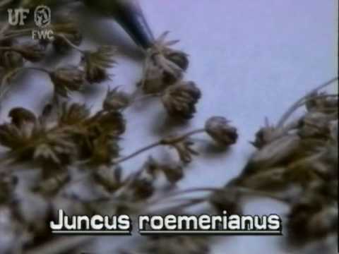 black needlerush / black rush (Juncus roemerianus) - YouTube
