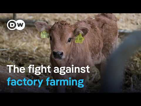 Butchers Fighting Cheap Meat