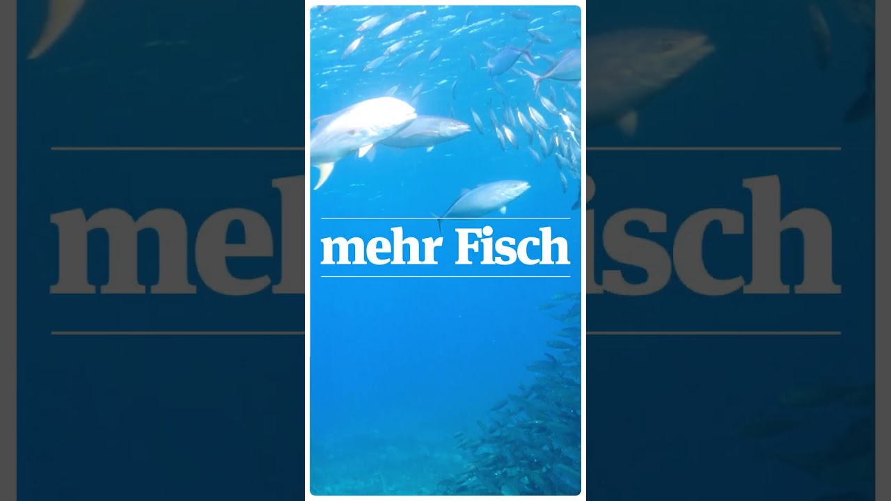 Mehr Fisch im Meer 🐟 - durch nachhaltige Fischerei 🎣