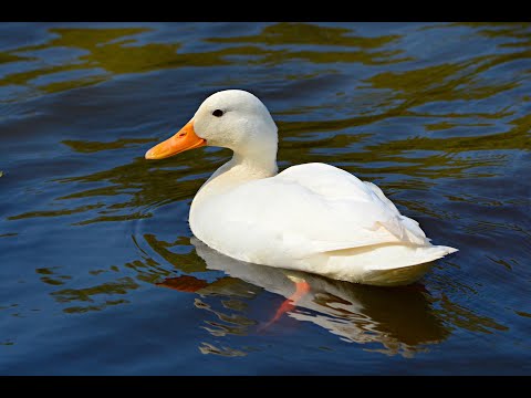 BRÜDER GRIMM - Die weiße und die schwarze Braut - Schatten und Licht - Märchenpodcast, Deutung