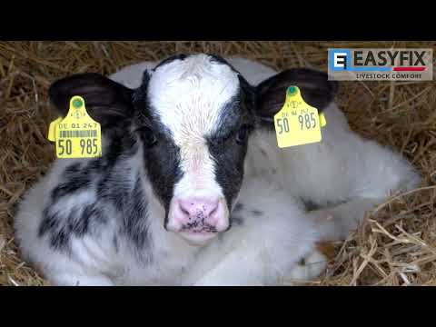 Milchviehbetrieb,  Schleswig-Holstein, Deutschland | EASYFIX-Stalleinrichtung