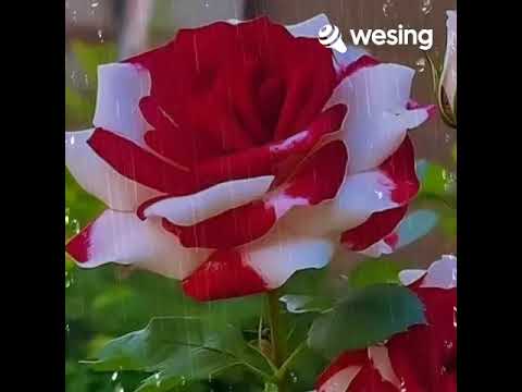 Kidung Tlaga Warna Sisy Warsinah feat Panji L