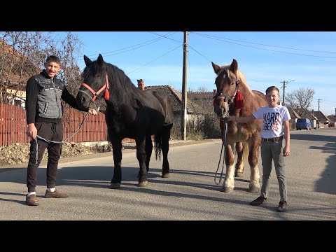 Manzele lui Gore de la Ratin, Salaj - 2021 Nou!!!