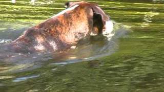 preview picture of video 'BoXerhündin JANA badet im Murgwasser in Rastatt'