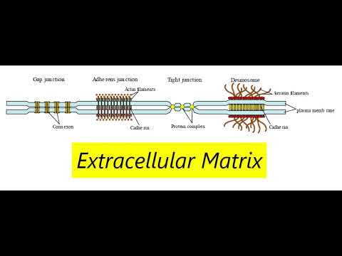 Extracellular Matrix of Animal cells - Eukaryotic Cells: Ch 3.3 - Concepts of Biology (Reading only)