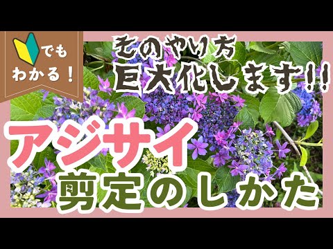 アジサイは霜を恐れますか？