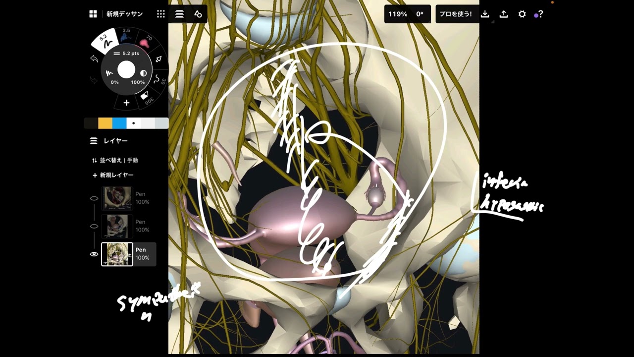 Important anatomical connection of Obturator internus