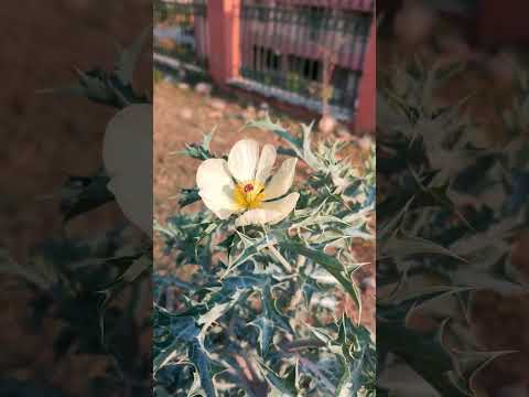 Attractive white flower