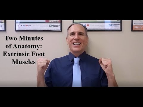 Two Minutes of Anatomy: Extrinsic Foot Muscles