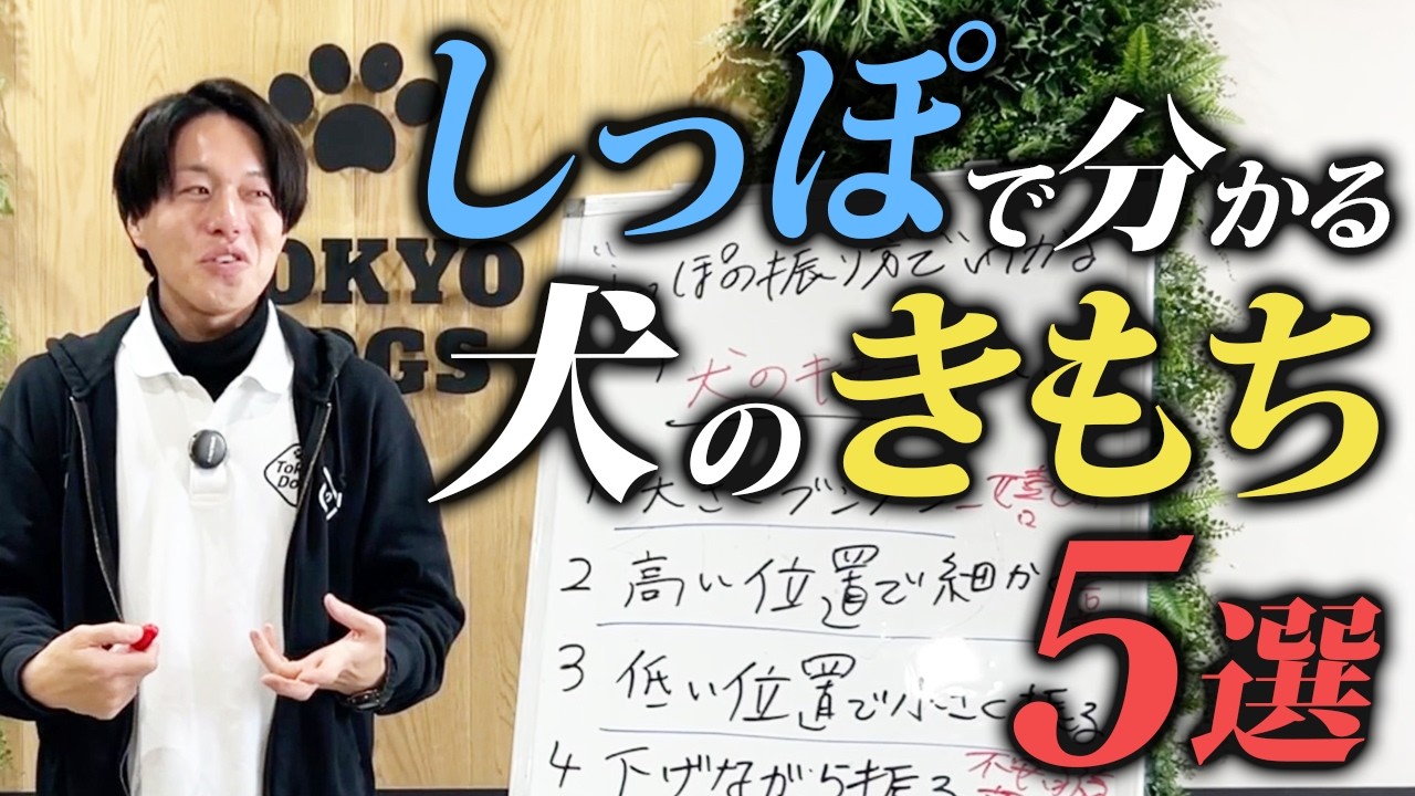 【保存版】"しっぽの振り方"で犬の気持ちが簡単に分かる方法6選