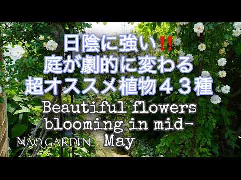 plantes-grimpantes-lierre-pergola-jardin