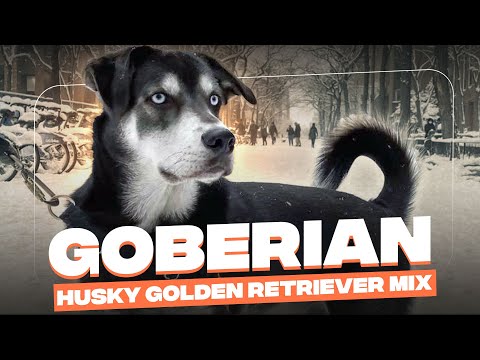 Golden Retriever Husky Mix (Goberian): Is This Large Breed Perfect FOr You?