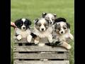 Miniature Australian Shepherd dogs for sale: Tillie  - Video 1