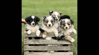 Video preview image #1 Australian Shepherd Puppy For Sale in NEW PROVIDENCE, PA, USA