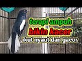 Suara Burung Kacer Ngeplong Merdu Sangat Ampuh Buat Pancingan Kacer Bahan Bikin Cepat Gacor