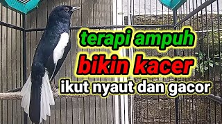 Download lagu suara burung kacer ngeplong merdu sangat ampuh buat pancingan kacer bahan bikin cepat gacor mp3