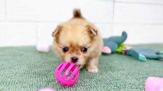 ハーフ犬の動画01