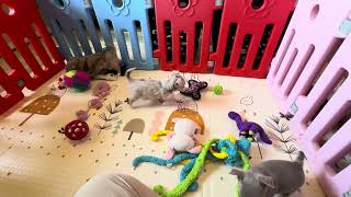 Video preview image #1 Chihuahua Puppy For Sale in CHARLESTON, AR, USA