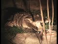 The Crocodile Hunter S01e03 Sleeping With Crocodiles 23of25
