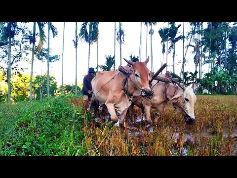 Bajak sawah tradisional || Jumpa lagi dengan bajak sawah tradisonal milik p.artomo,