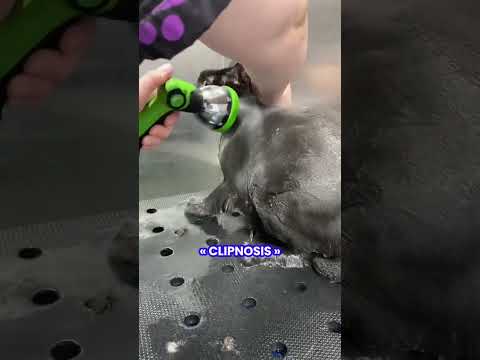 😨 Pourquoi les chats se désactive quand on leur pince la nuque ?