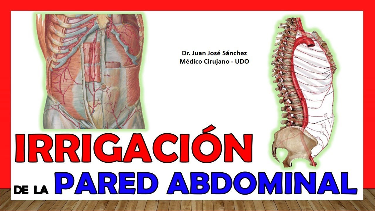 🥇 ARTERIES OF THE ABDOMINAL WALL. (Irrigation) Easy and simple explanation!