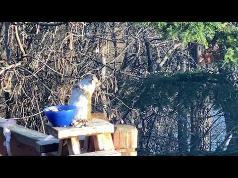 Watch A Squirrel Get Totally Drunk On Fermented Pears