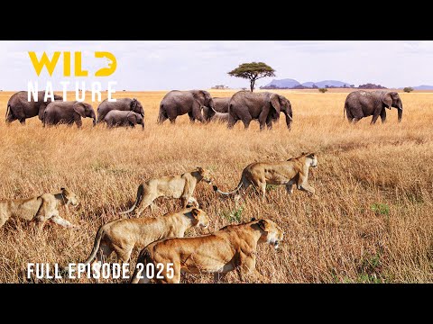 WILD OKAVANGO | The Survival Struggles in Africa’s Last Paradise | Animal documentary